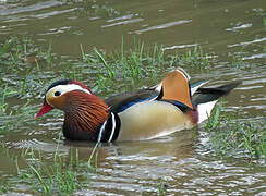 Mandarin Duck