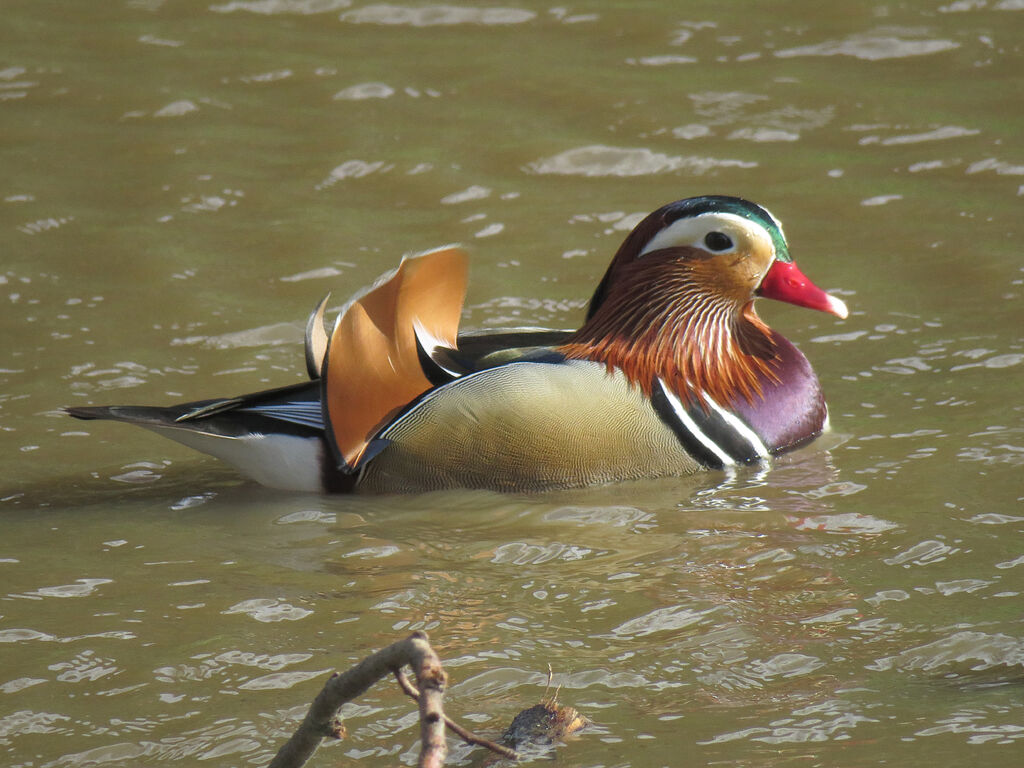 Mandarin Duck