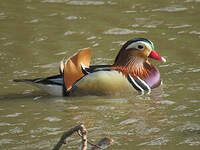 Canard mandarin