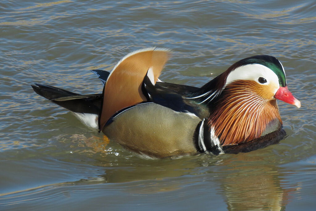 Mandarin Duck