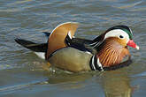 Canard mandarin