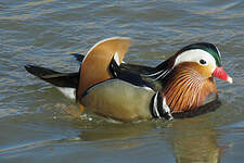 Canard mandarin