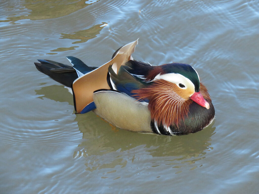 Mandarin Duck