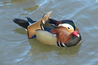 Canard mandarin