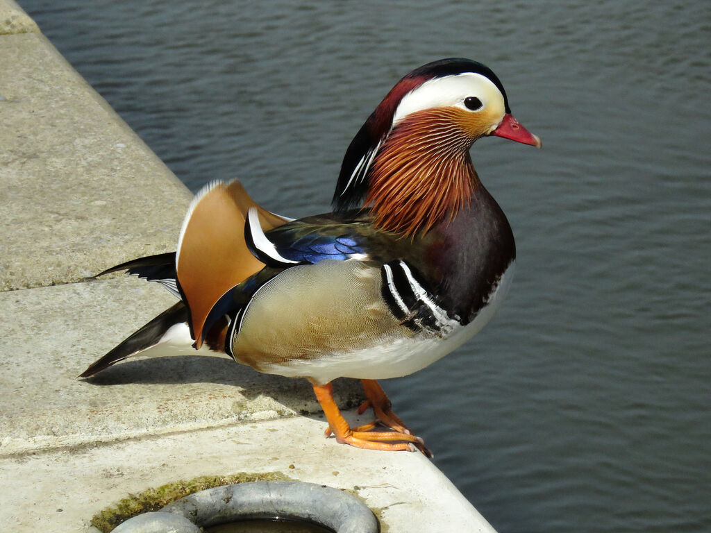 Mandarin Duck male