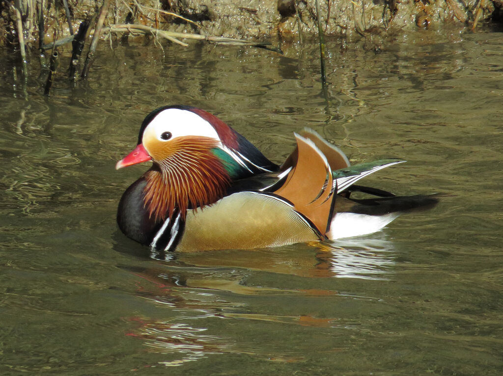 Mandarin Duck