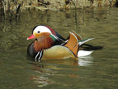 Canard mandarin