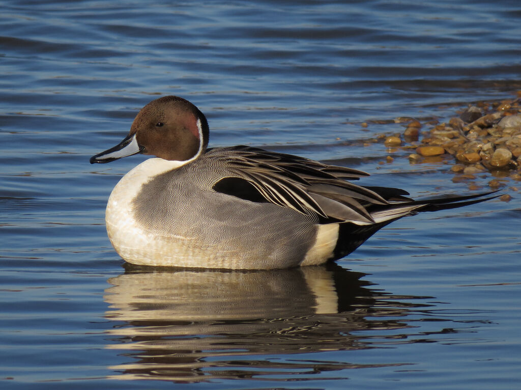 Northern Pintail