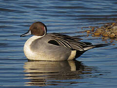 Canard pilet