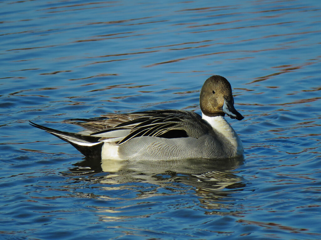 Canard pilet