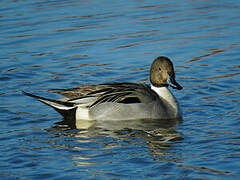 Northern Pintail