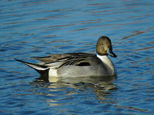 Canard pilet