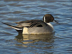 Canard pilet