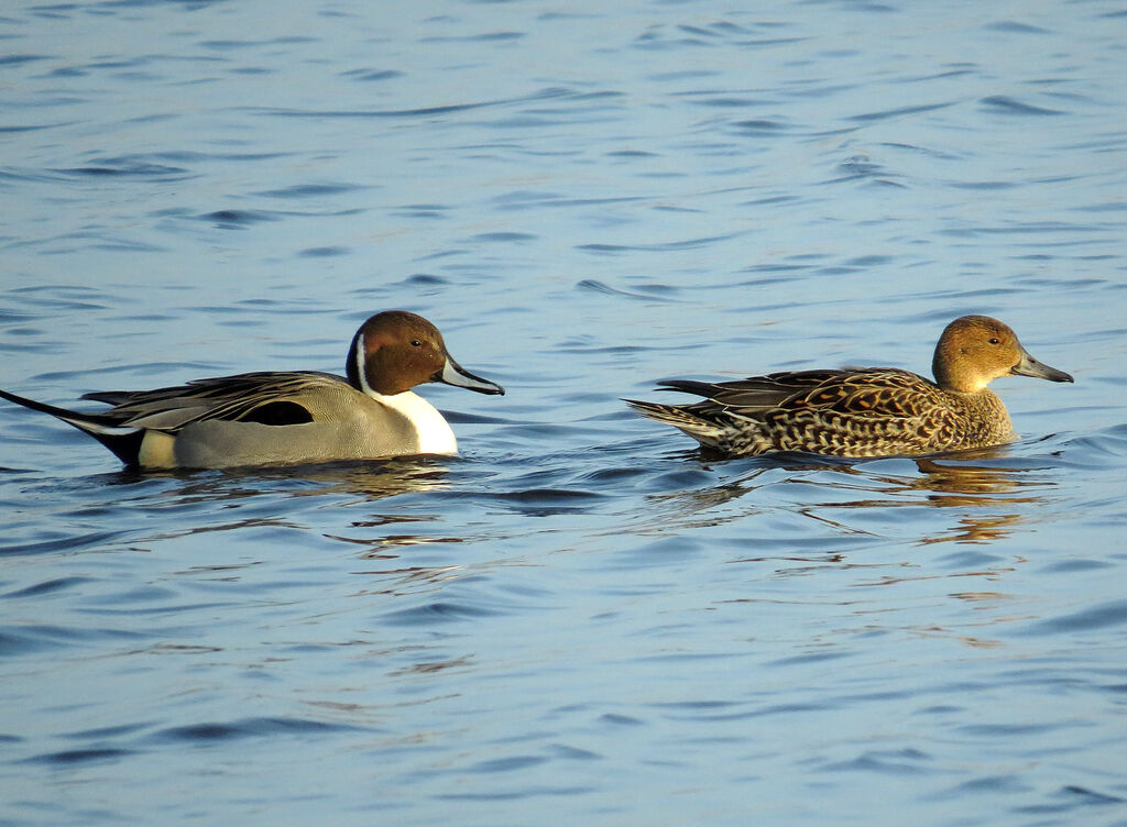 Canard pilet