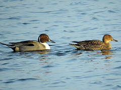 Canard pilet