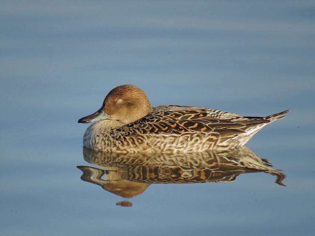 Canard pilet femelle