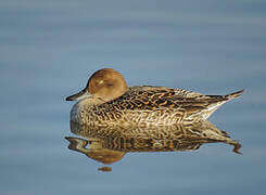 Canard pilet