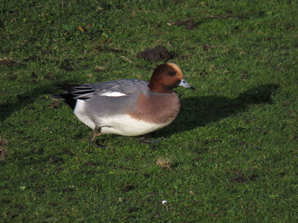 Eurasian Wigeon