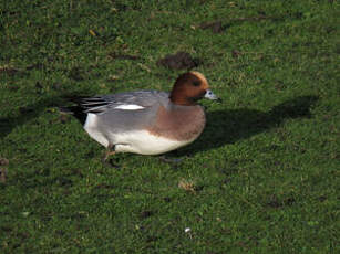 Canard siffleur