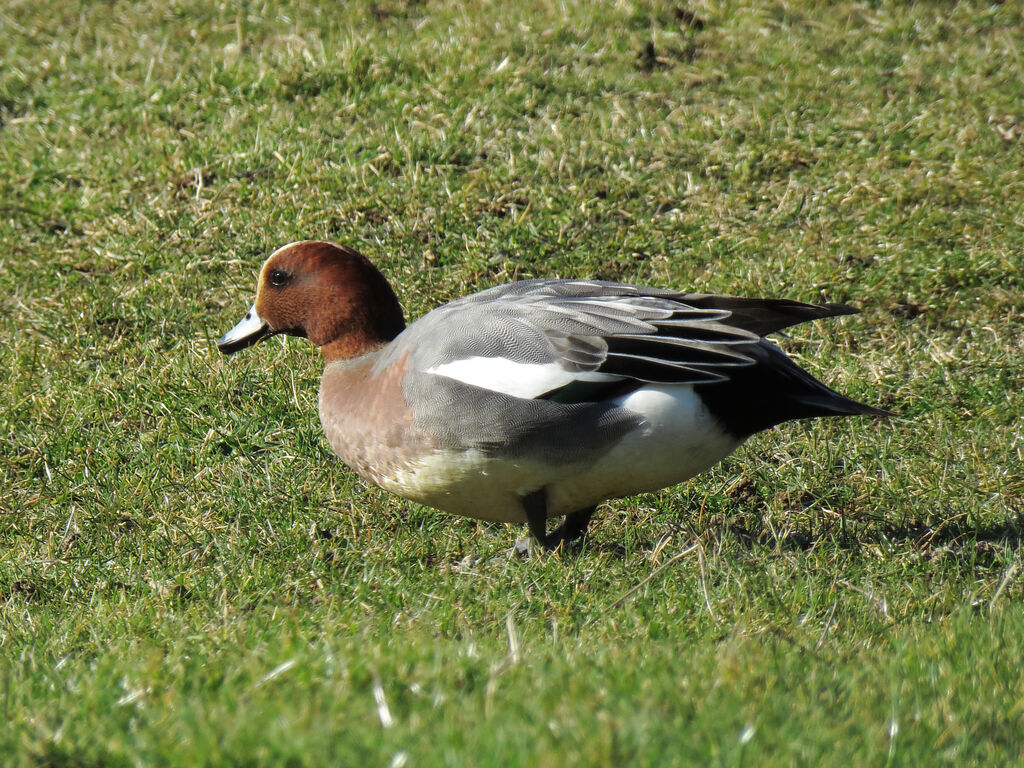 Eurasian Wigeon