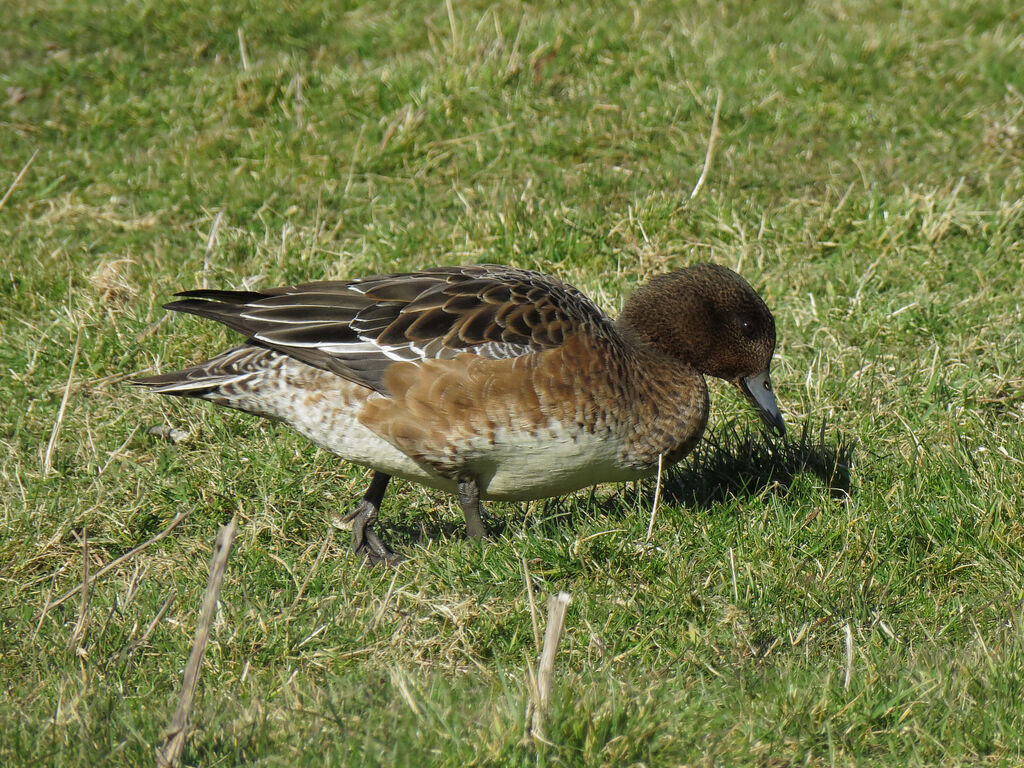 Canard siffleur femelle