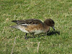 Canard siffleur