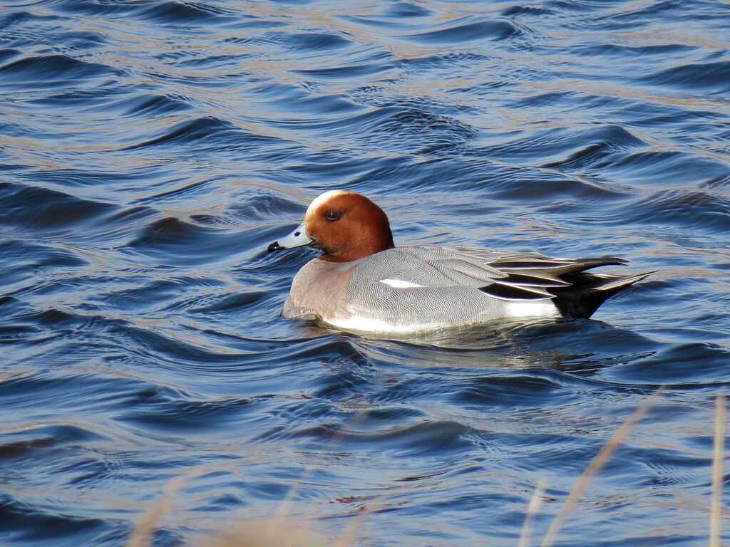 Eurasian Wigeon