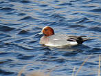 Canard siffleur