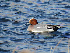 Canard siffleur