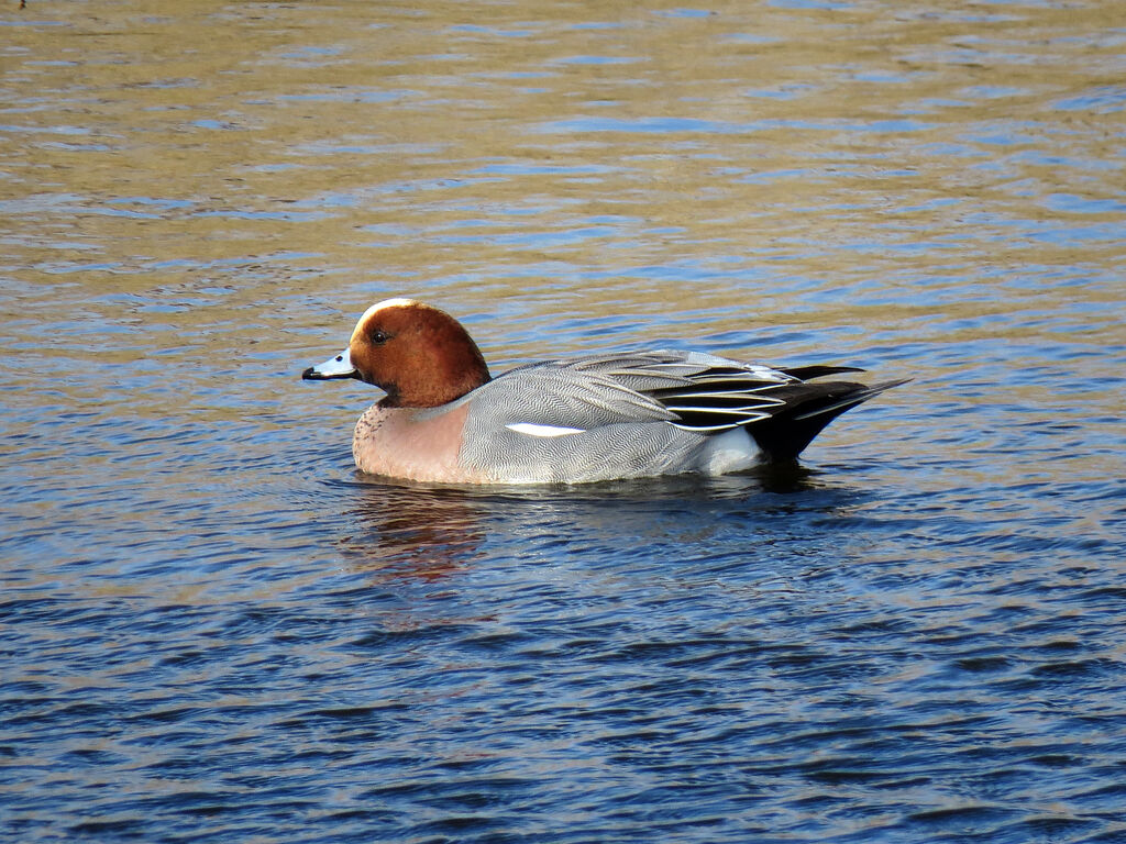 Eurasian Wigeon