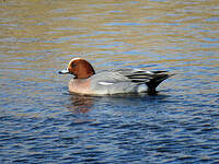 Canard siffleur