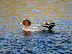 Eurasian Wigeon