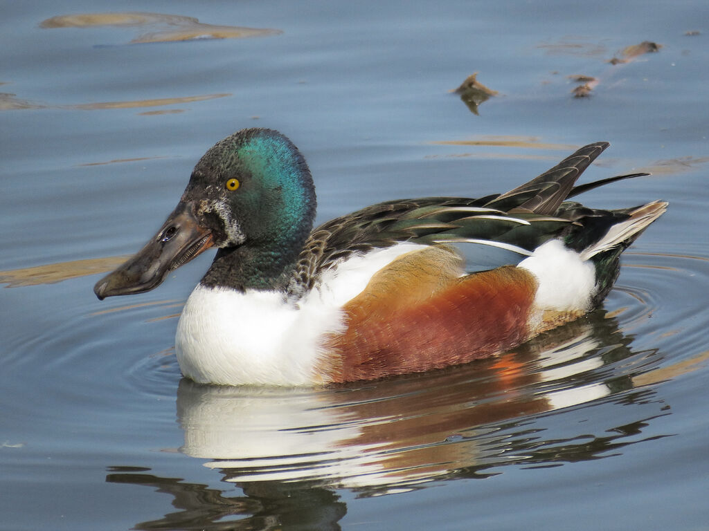 Canard souchet