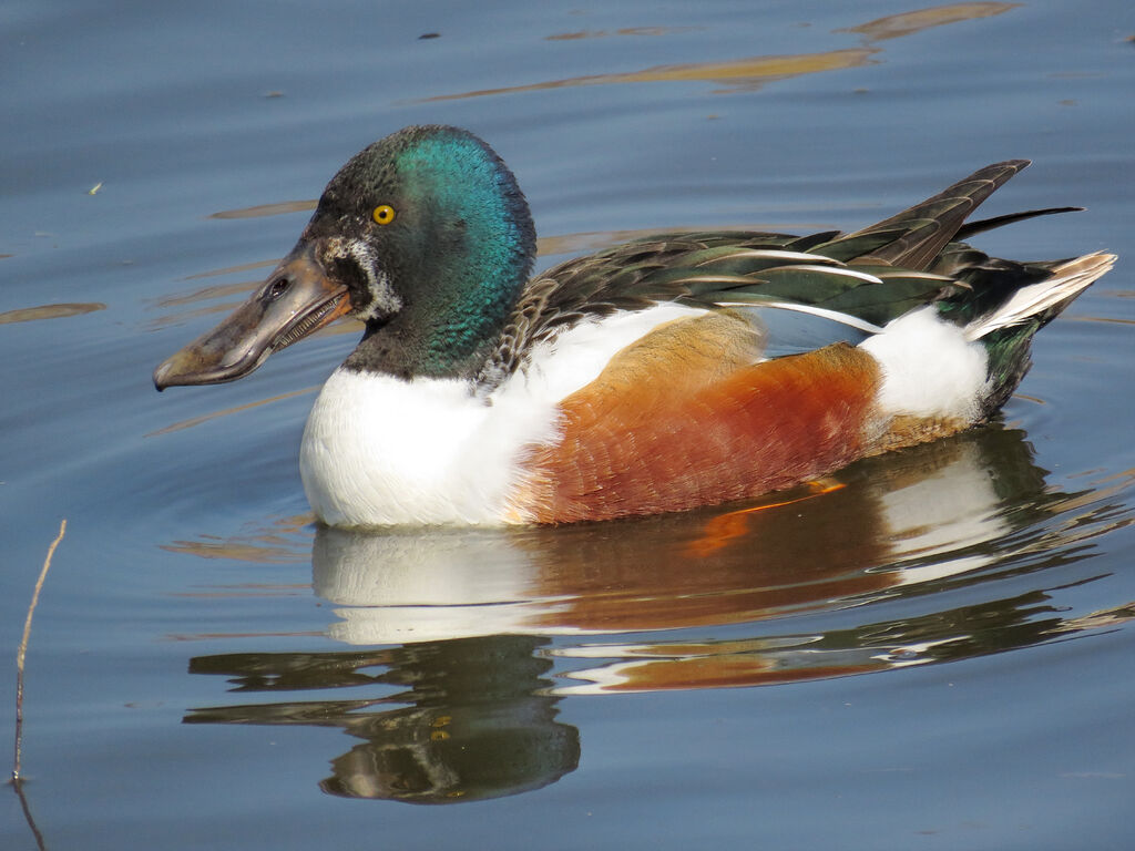 Canard souchet mâle