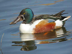 Northern Shoveler