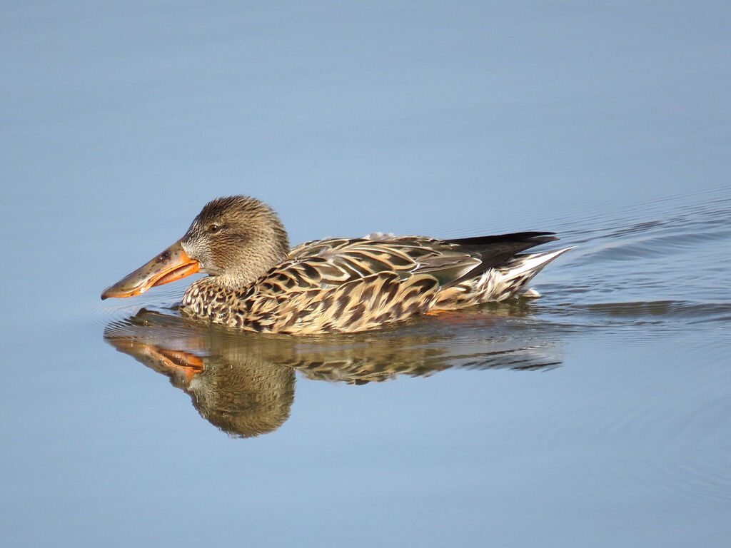 Canard souchet femelle