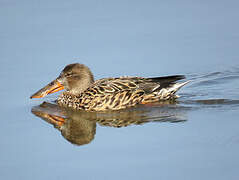 Canard souchet