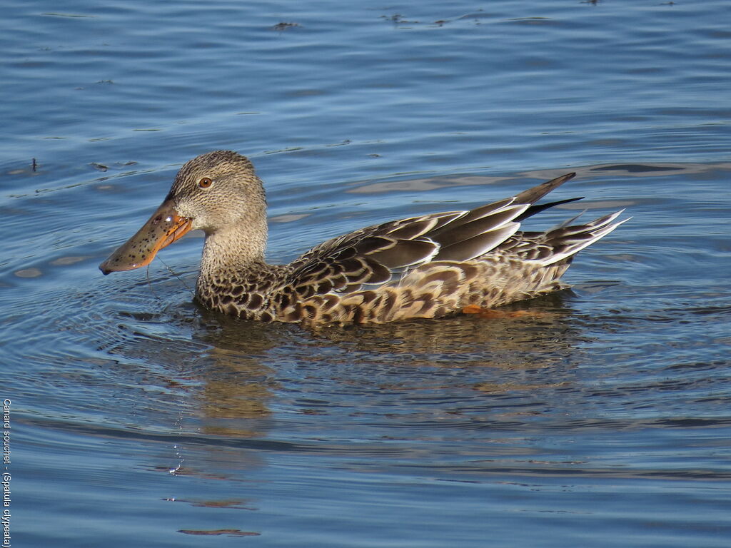 Canard souchet femelle adulte