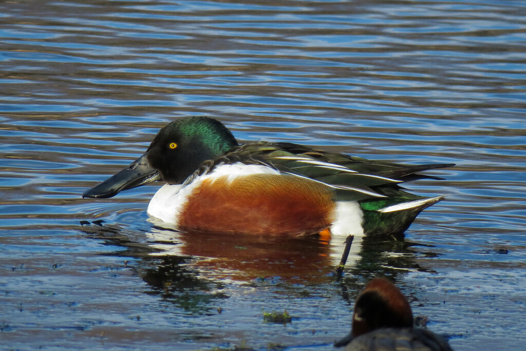 Canard souchet mâle