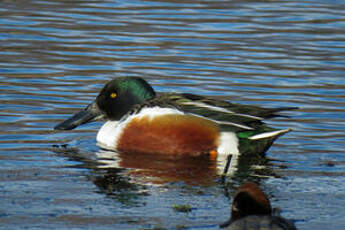 Canard souchet