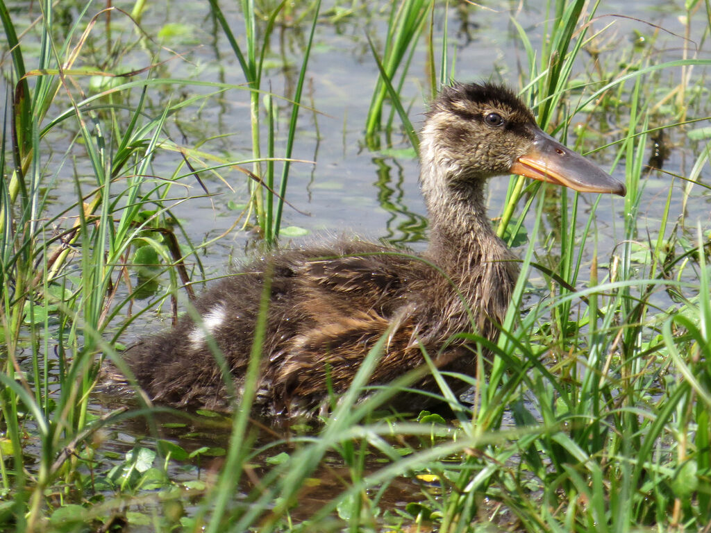 Canard souchetjuvénile