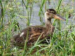 Northern Shoveler