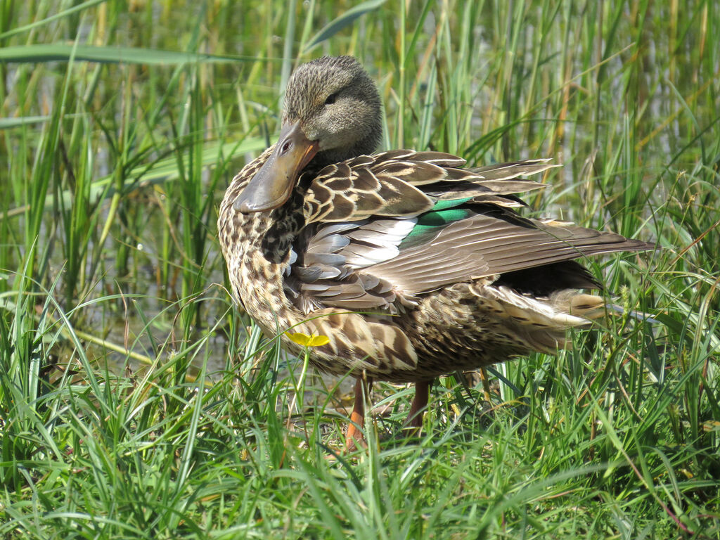 Canard souchet femelle