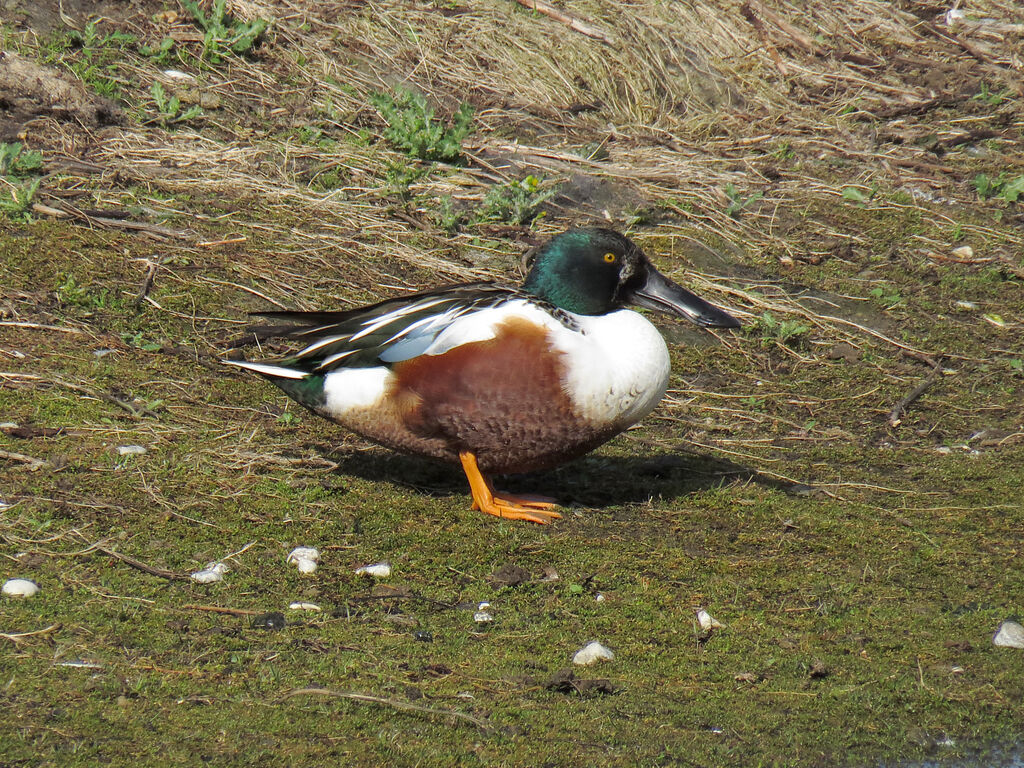 Canard souchet mâle