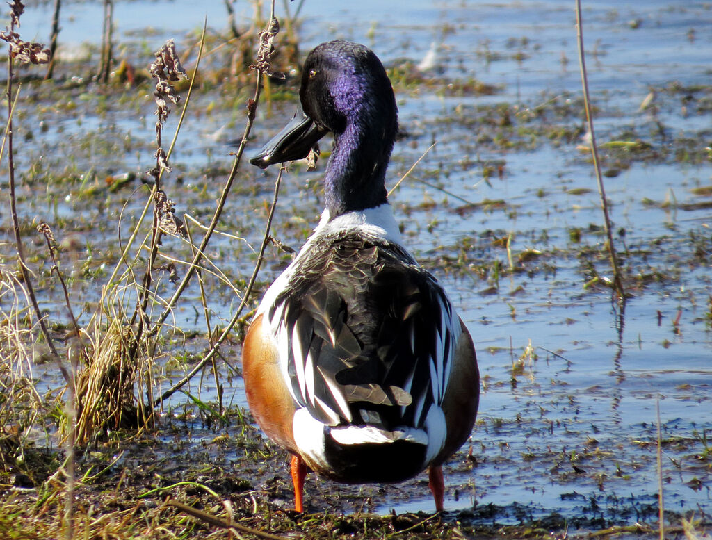 Canard souchet mâle