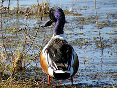 Canard souchet