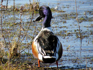 Canard souchet