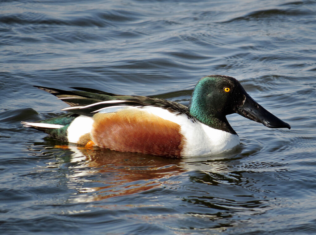 Northern Shoveler male