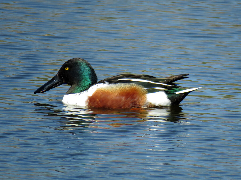 Northern Shoveler