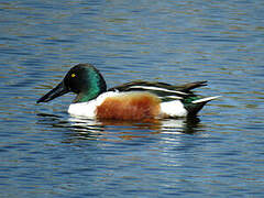 Canard souchet